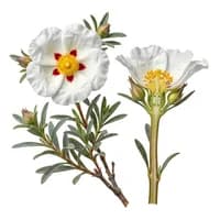 Rock Rose