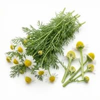 Roman Chamomile