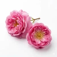 Rose de Mai