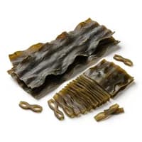 Sea Seaweed