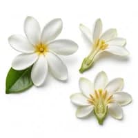 Tiare Flower