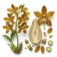 Tiger Orchid