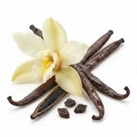Vanilla Orchid