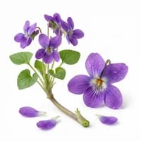 Violet