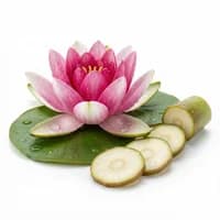 Water Lily