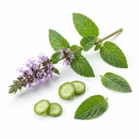 Water Mint