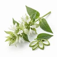 White Bergamot