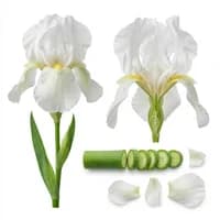 White Iris