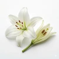 White Lily