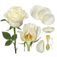 White Rose
