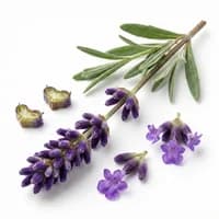 Wild Lavender