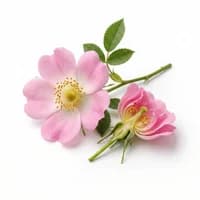 Wild Rose