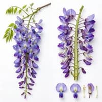Wisteria