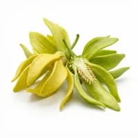 Ylang-Ylang