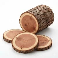 Cedar