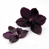 Black Orchid