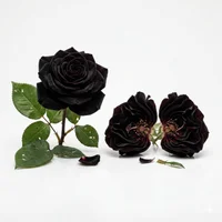 Black Rose