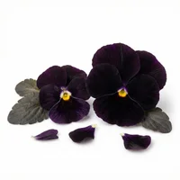 Black Violet