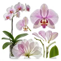 Butterfly Orchid