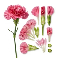 Carnation