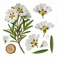 Cistus Labdanum