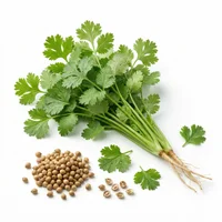 Coriander
