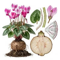 Cyclamen