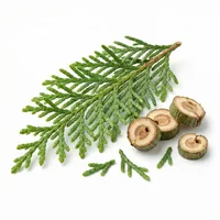 Cypress Leaf