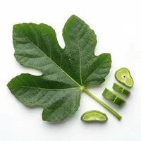 Fig Leaf