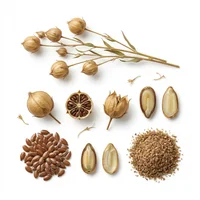 Flax