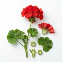 Geranium