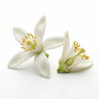 Grapefruit Blossom