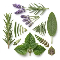 Herbal Notes