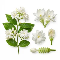 Indian Jasmine
