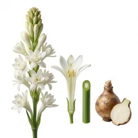 Indian Tuberose