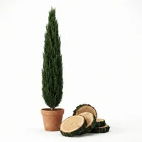 Italian Cypress