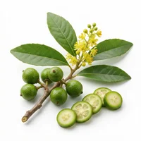 Litsea Cubeba