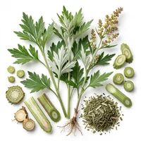 Mugwort