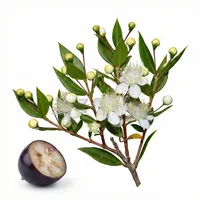 Myrtle