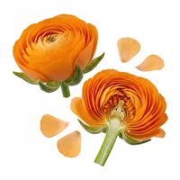Orange Flower