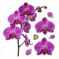 Orchid