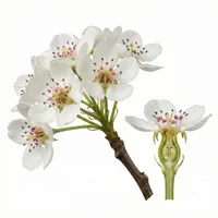 Pear Blossom