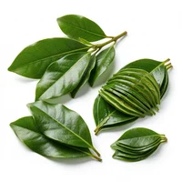 Pimento Leaf