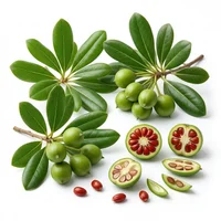 Pittosporum