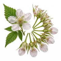 Raspberry Bloom