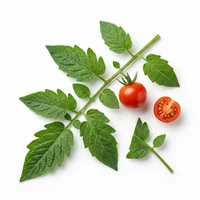 Tomato Leaf