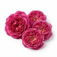 Turkish Rose