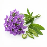 Verbena