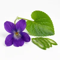 Violet Leaf