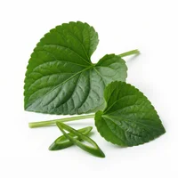 Violet Leaves